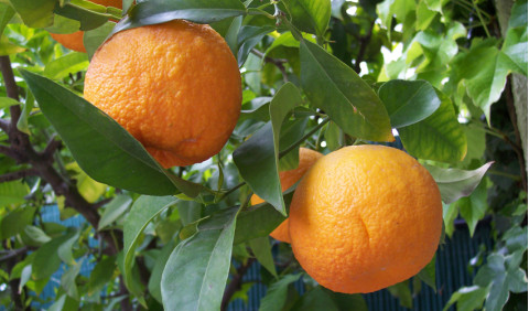 Laranja amarga