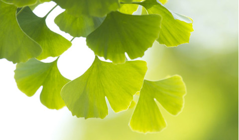 Gingko Biloba