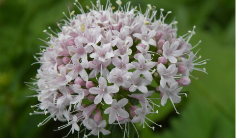 Valeriana e os seus efeitos calmantes