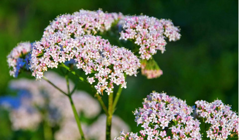 Benefícios da Valeriana – Acabe com insónias e stress