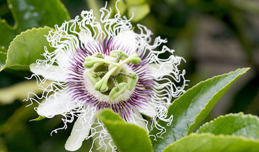 PASSIFLORA (MARACUJÁ)