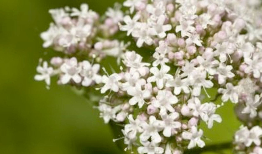 VALERIANA